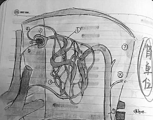 初三女生把科学笔记整成绘本 每页都有彩色手绘插画