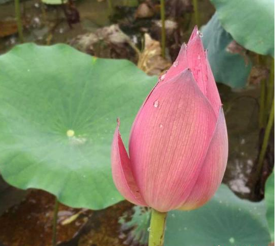 杭州西湖荷花迎“霜降”盛放 “种植科技”探索花期调控