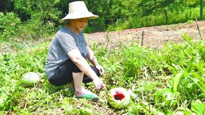 3万斤好西瓜被猪獾拱了一半 村民防不住又打不得