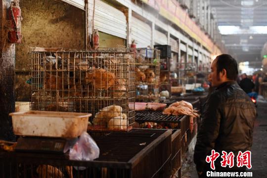 湖北点军区发生一起家禽H5N6亚型高致病性禽流感疫情