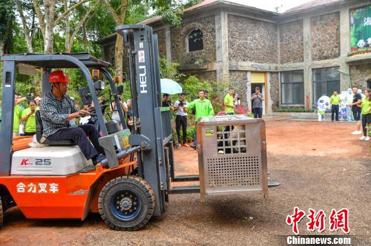 大熊猫“贡贡”“舜舜”抵达海口 开启旅居海南生活