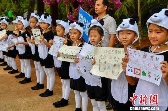 图为到海南热带野生动植物园迎接大熊猫的小学生。　骆云飞 摄