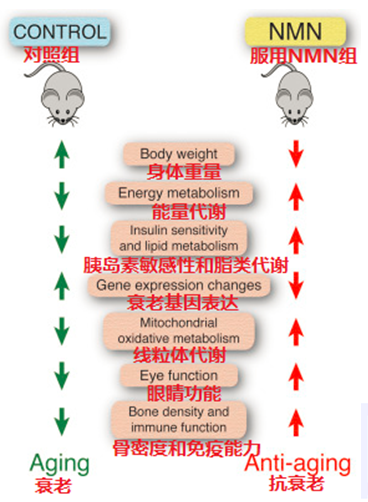 肿瘤/癌症患者能不能吃NMN/β-烟酰胺单核苷酸？