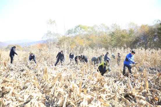 脱贫攻坚丨助秋收，保民生——珲春市人民检察院深入田间地头开展主题党日活动